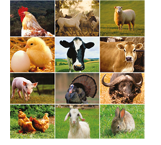 Gli animali allevati: polli, bovini, ovini, suini, conigli e altri